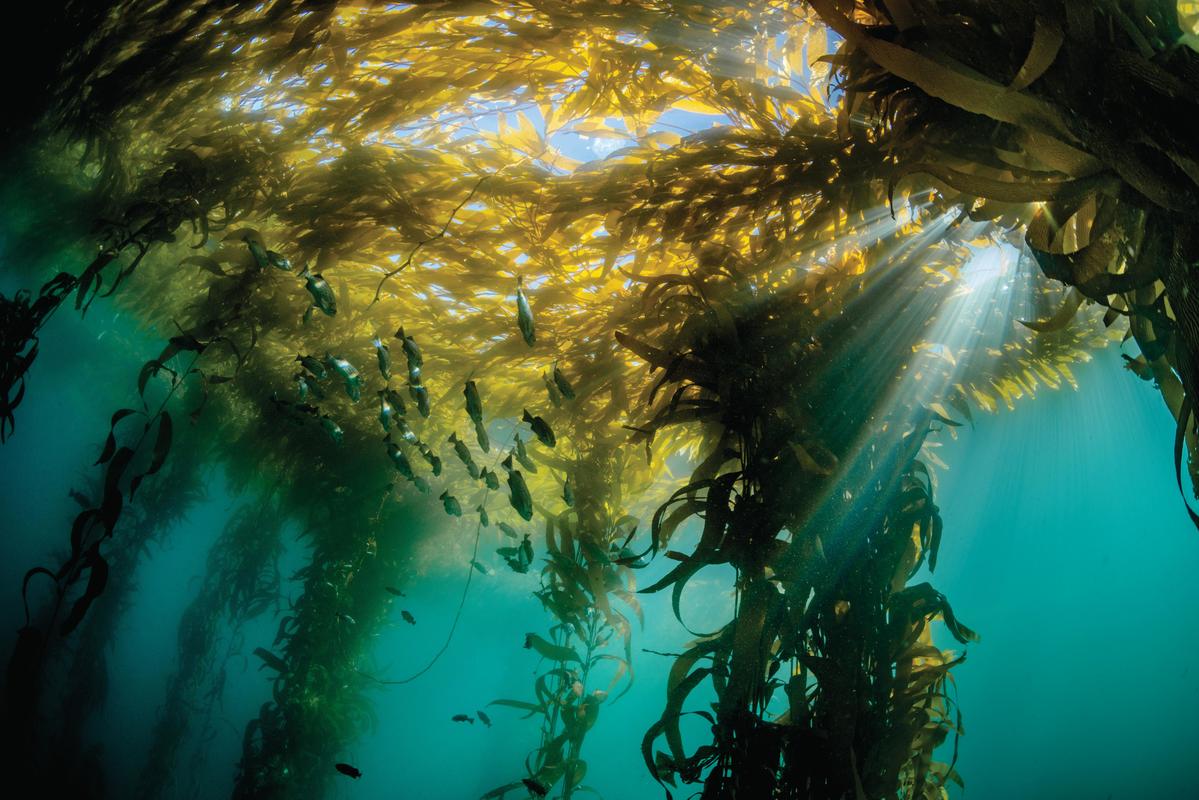 Monterey Bay Aquarium Study Reveals How Kelp Forests Persisted Through