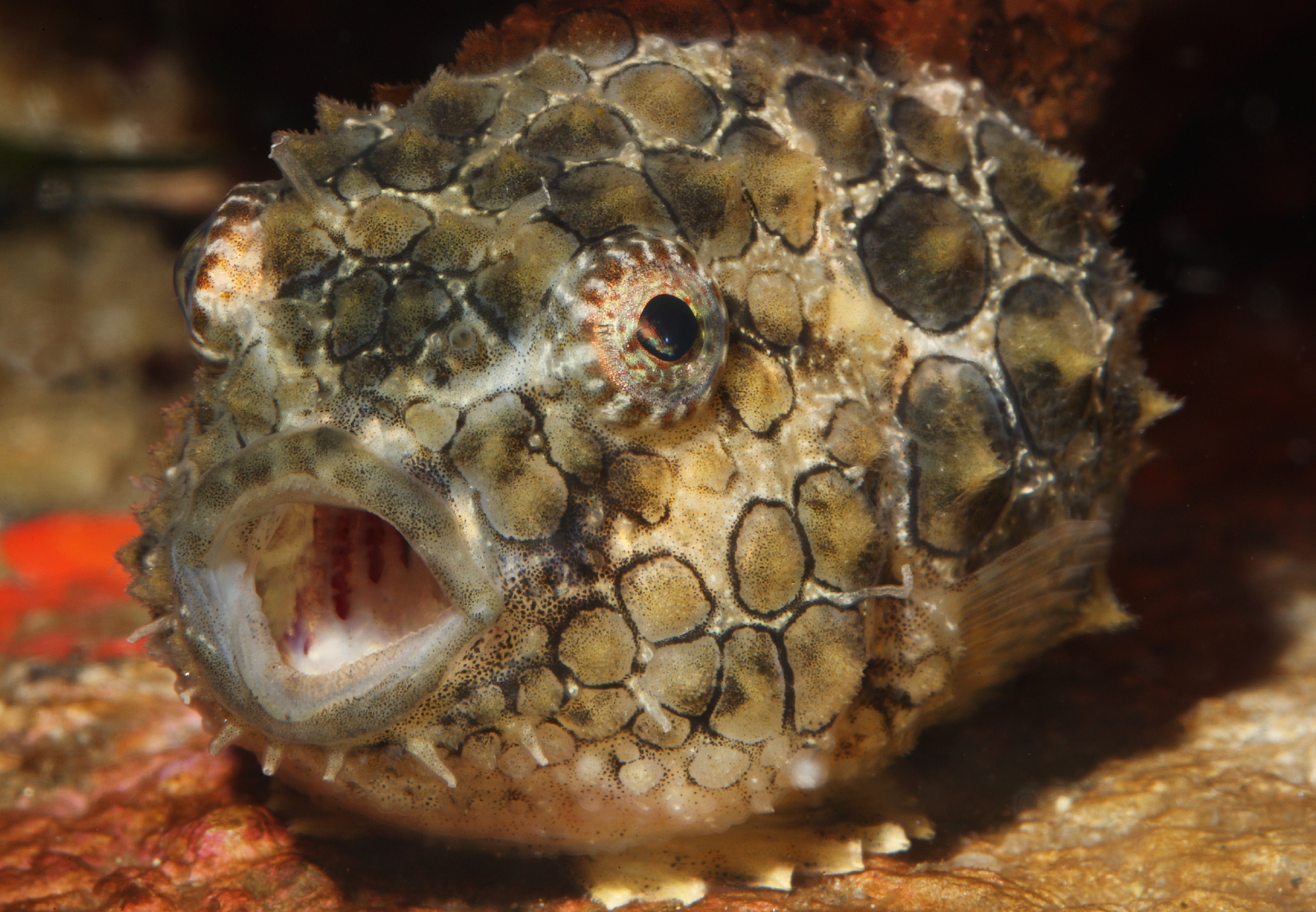 Pacific Spiny Lumpsucker Wallpaper From The Monterey Bay Aquarium