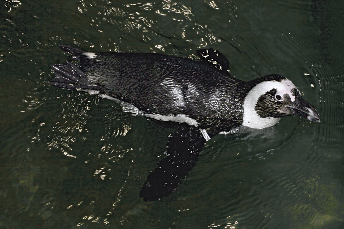 Meet Our Penguins | Animals | Monterey Bay Aquarium