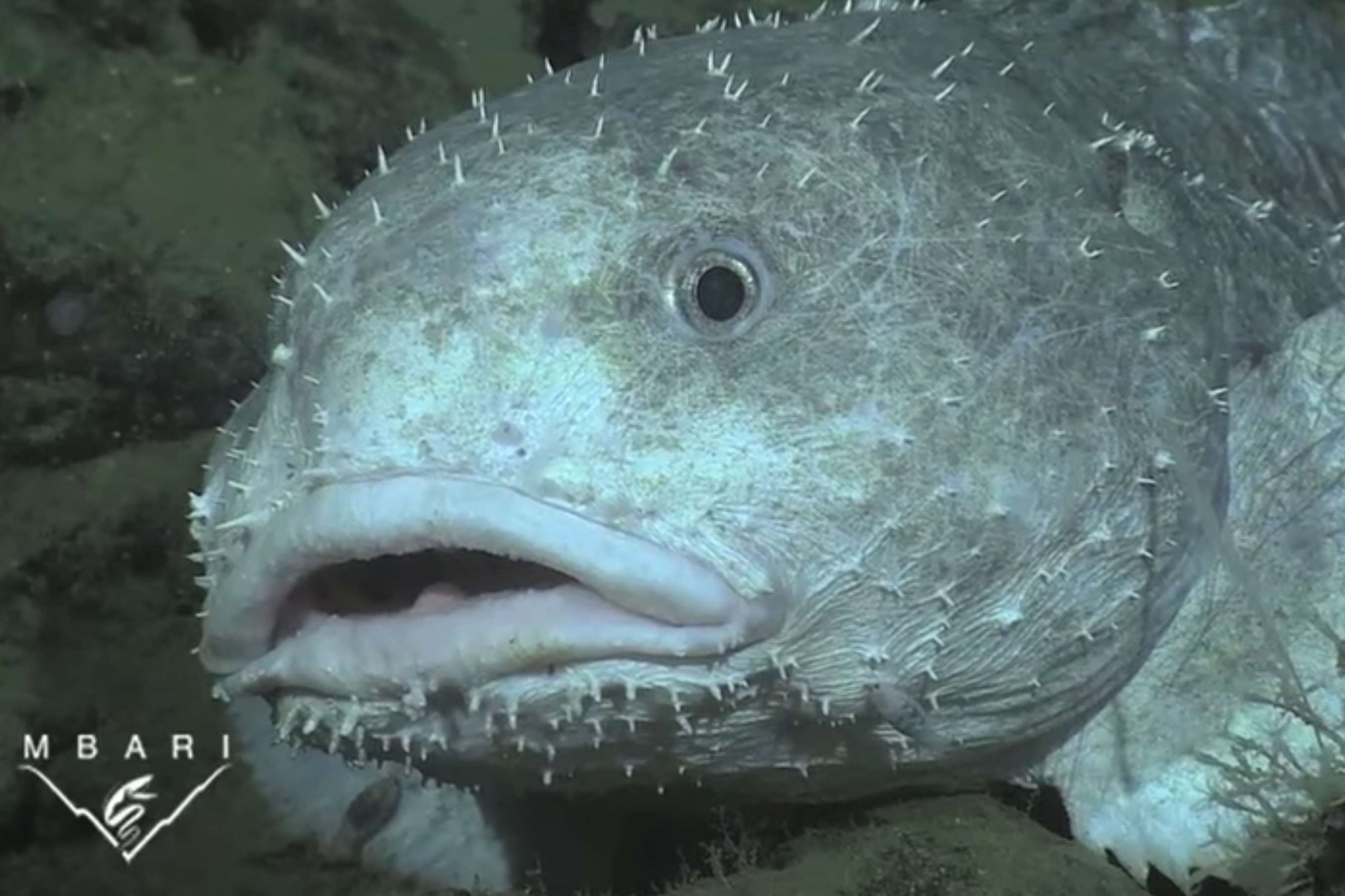 returning to regularly scheduled programming — Why are blobfish are Like  That