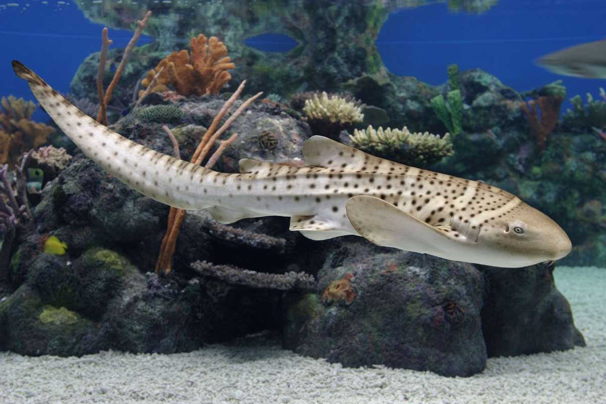 Zebra shark | Animals | Monterey Bay Aquarium