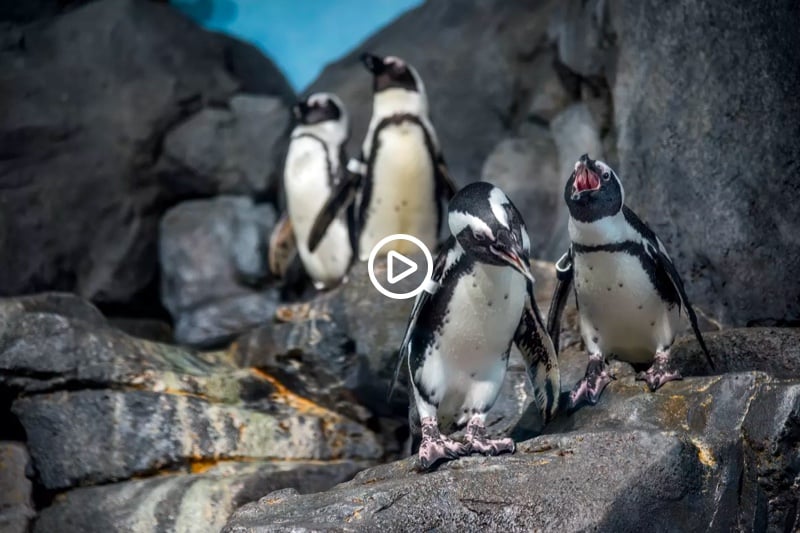 Penguin 101 | Stories | Monterey Bay Aquarium