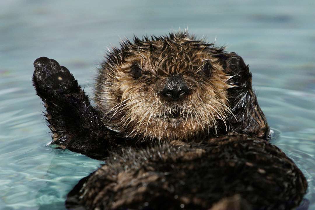 Sea otter, Animals