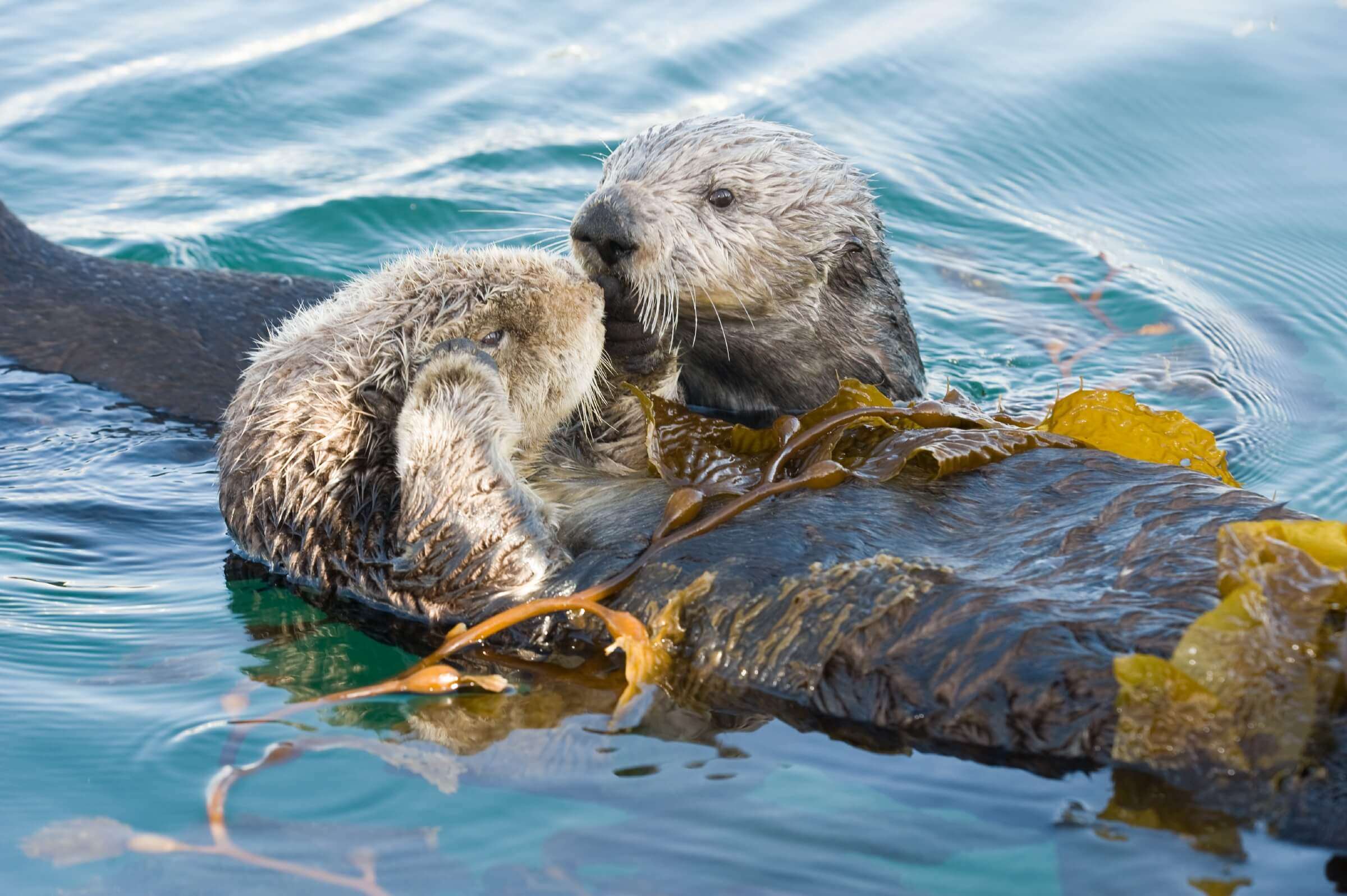 Sea otters can be furry climate warriors | Stories | Monterey Bay Aquarium