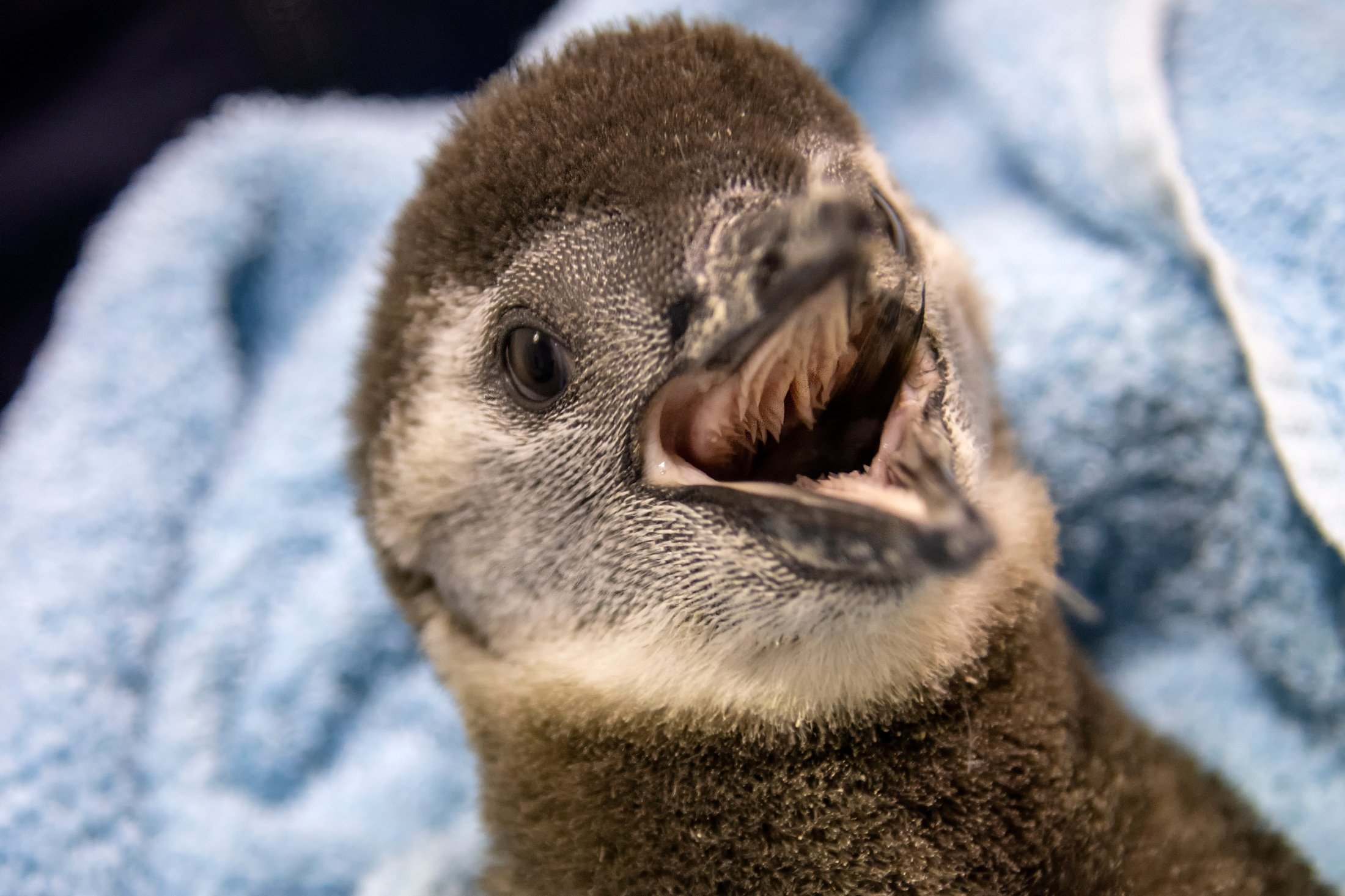 Stories | Monterey Bay Aquarium