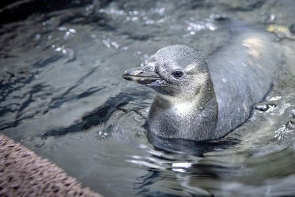 Meet Our Penguins | Animals | Monterey Bay Aquarium