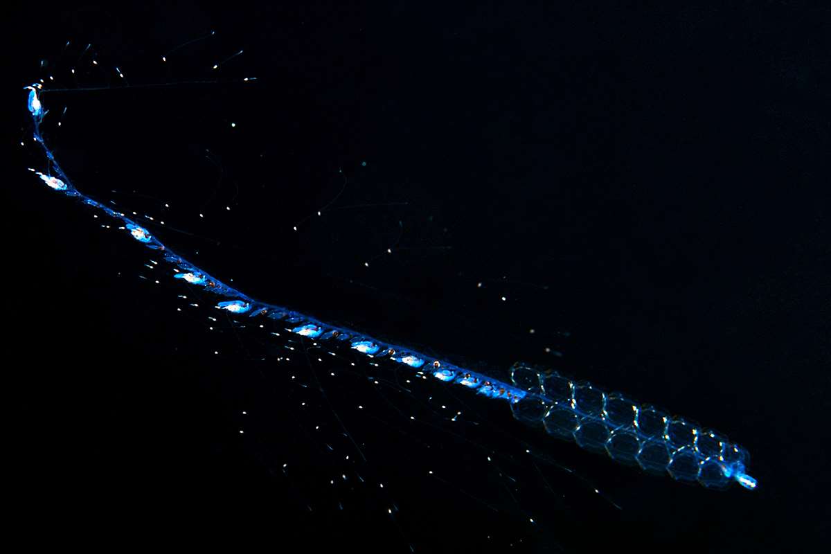 Common siphonophore | Animals | Monterey Bay Aquarium