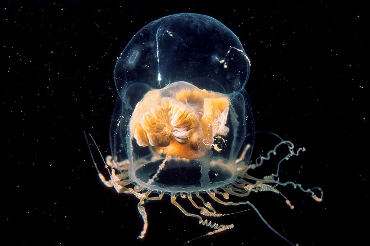 Hourglass jelly | Animals | Monterey Bay Aquarium