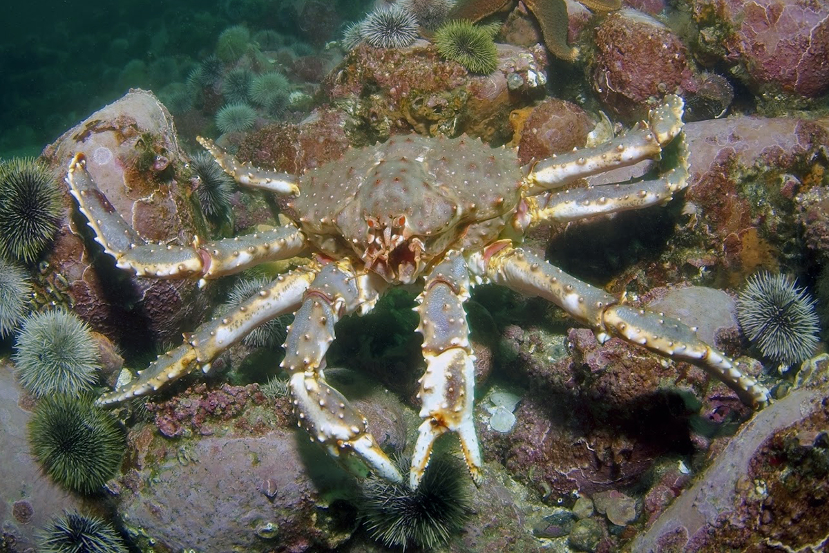 Red King Crab Underwater