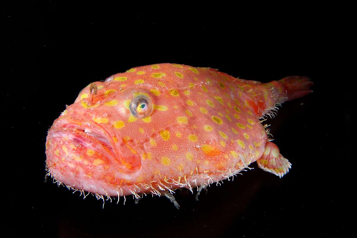 Sea toad | Animals | Monterey Bay Aquarium