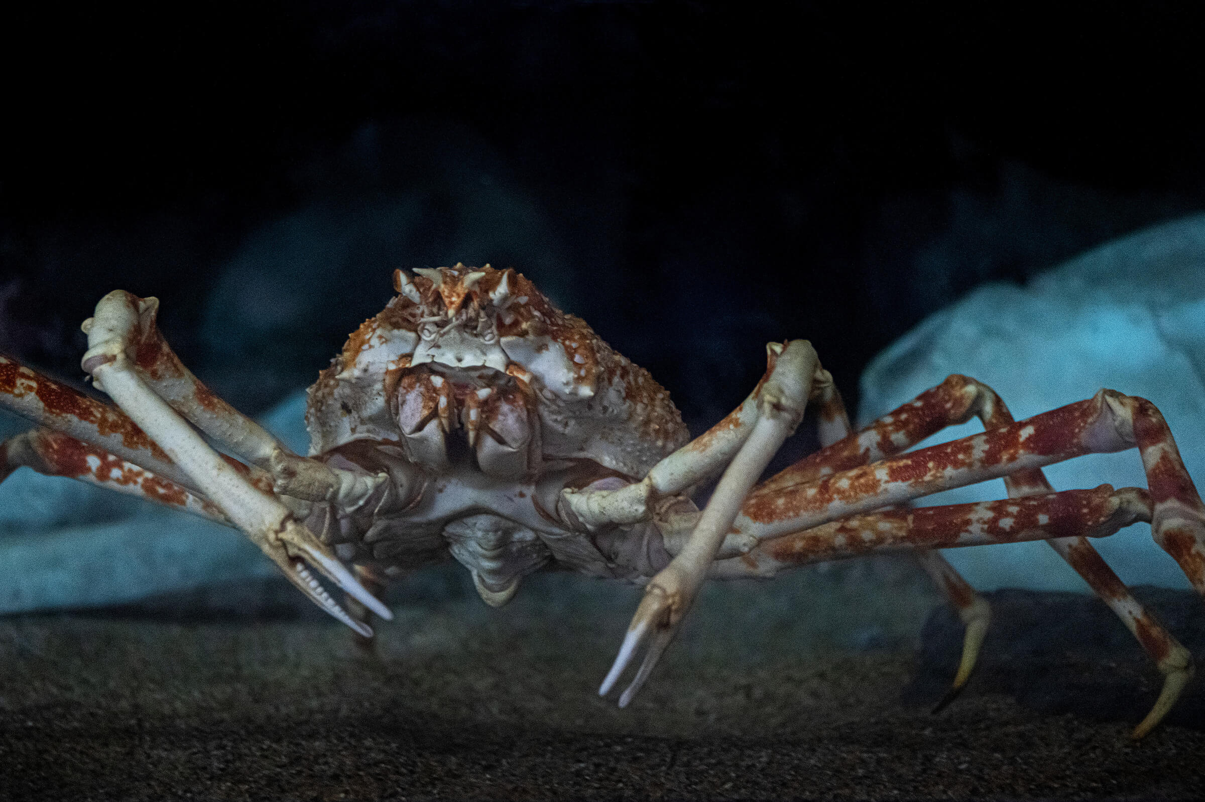 japanese spider crab size comparison