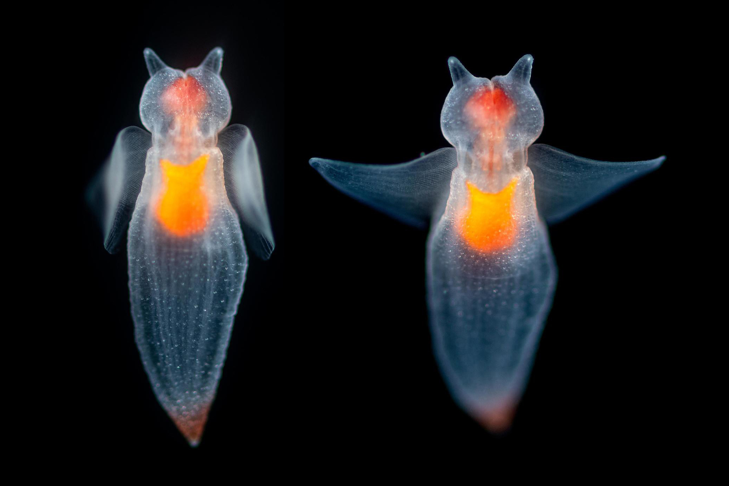 sea slug with wings