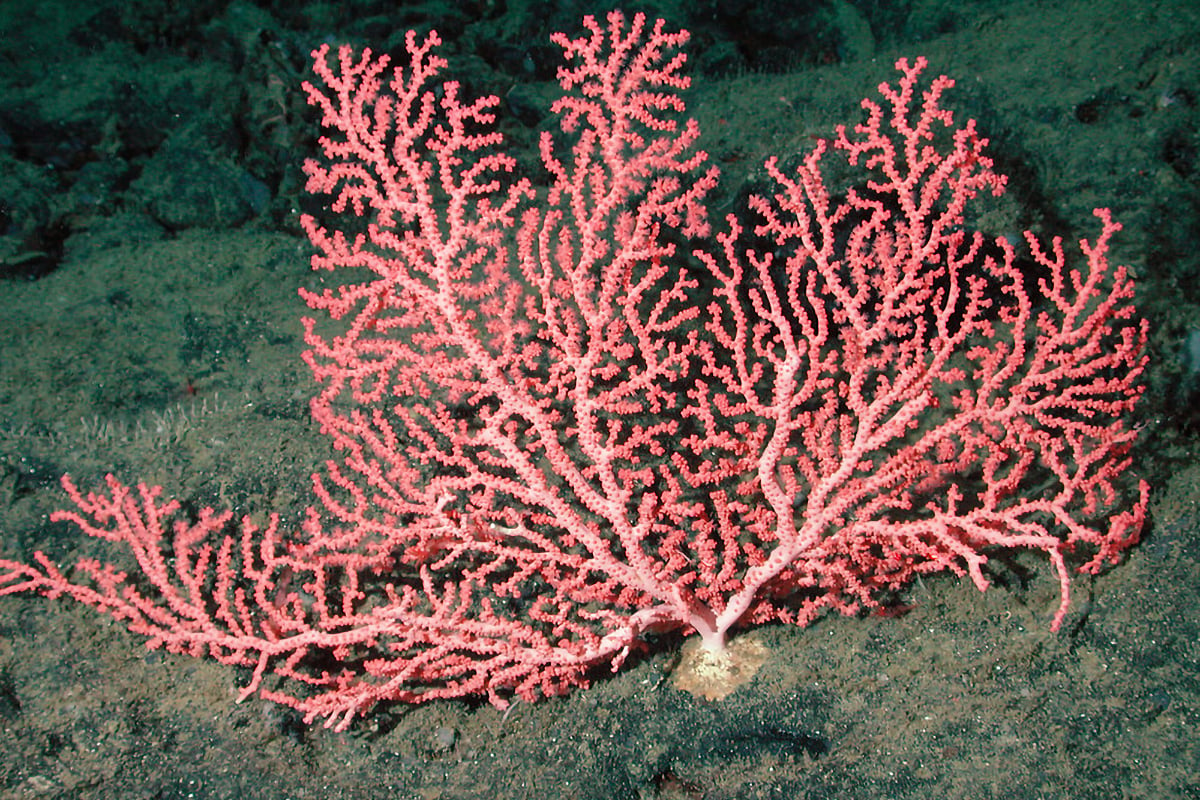 Bubblegum Coral | Animals | Monterey Bay Aquarium