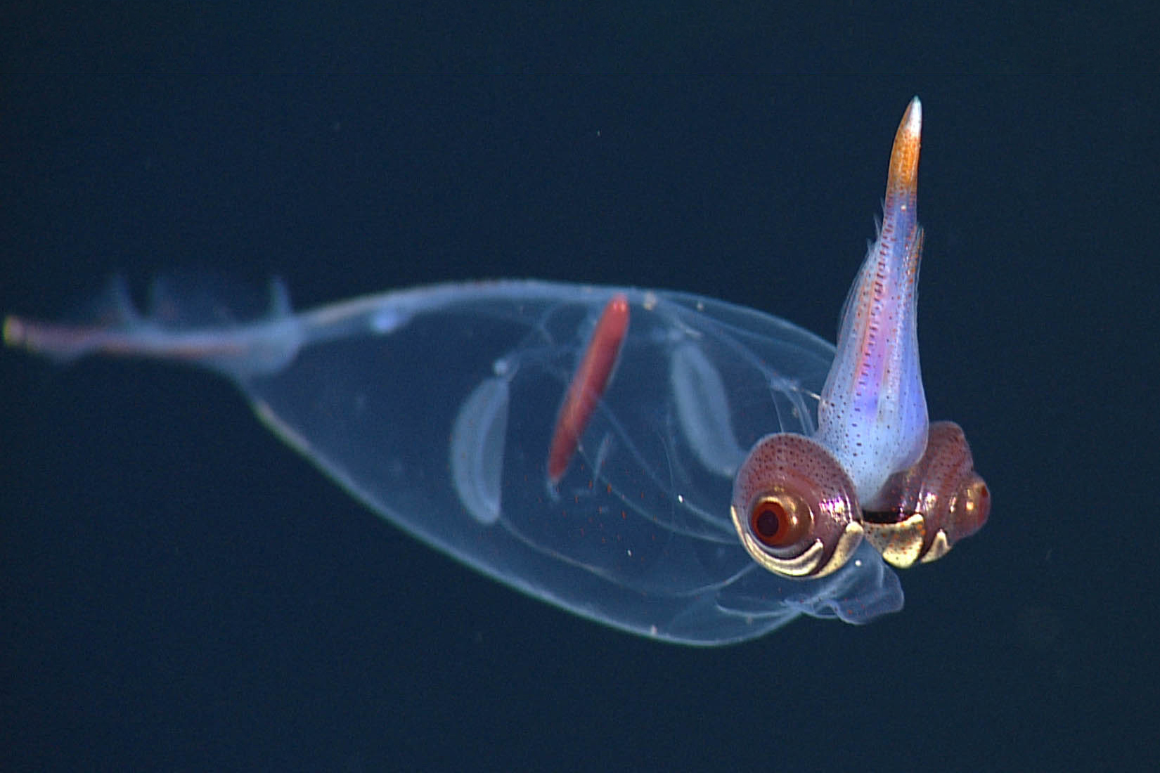 weird deep sea creatures
