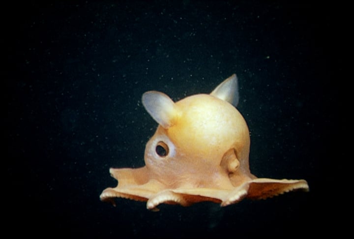 cute underwater creatures made up