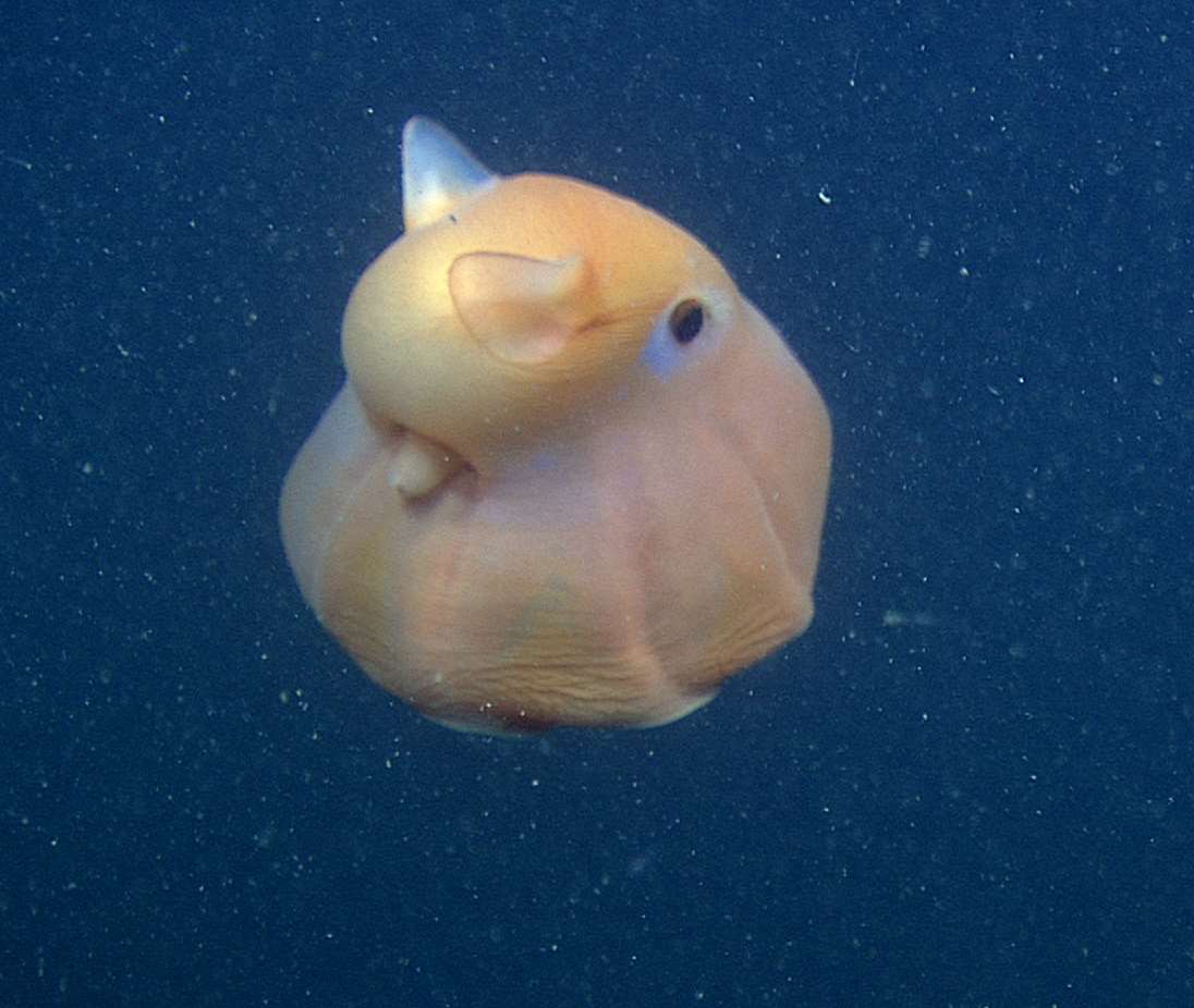 Flapjack Octopus in Deep Sea Environment