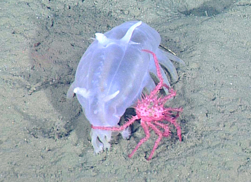 Sea Pig | Animals | Monterey Bay Aquarium