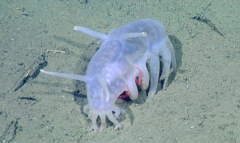 Sea Pig | Animals | Monterey Bay Aquarium