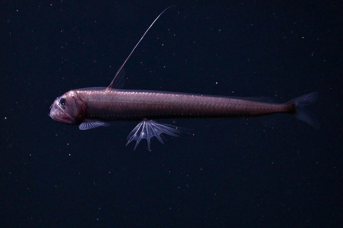 Pacific viperfish | Animals | Monterey Bay Aquarium