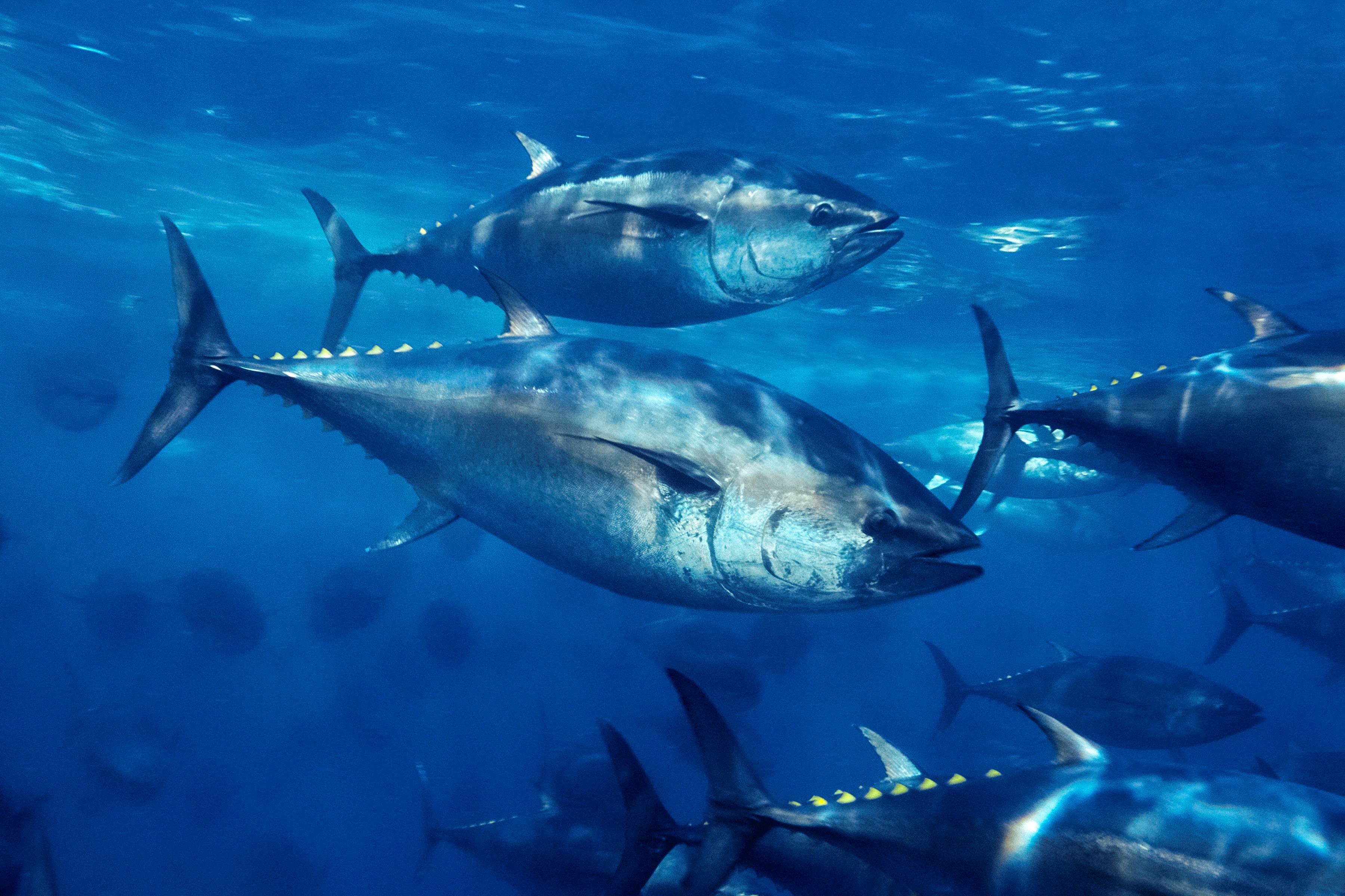 Pacific bluefin tuna Animals Monterey Bay Aquarium