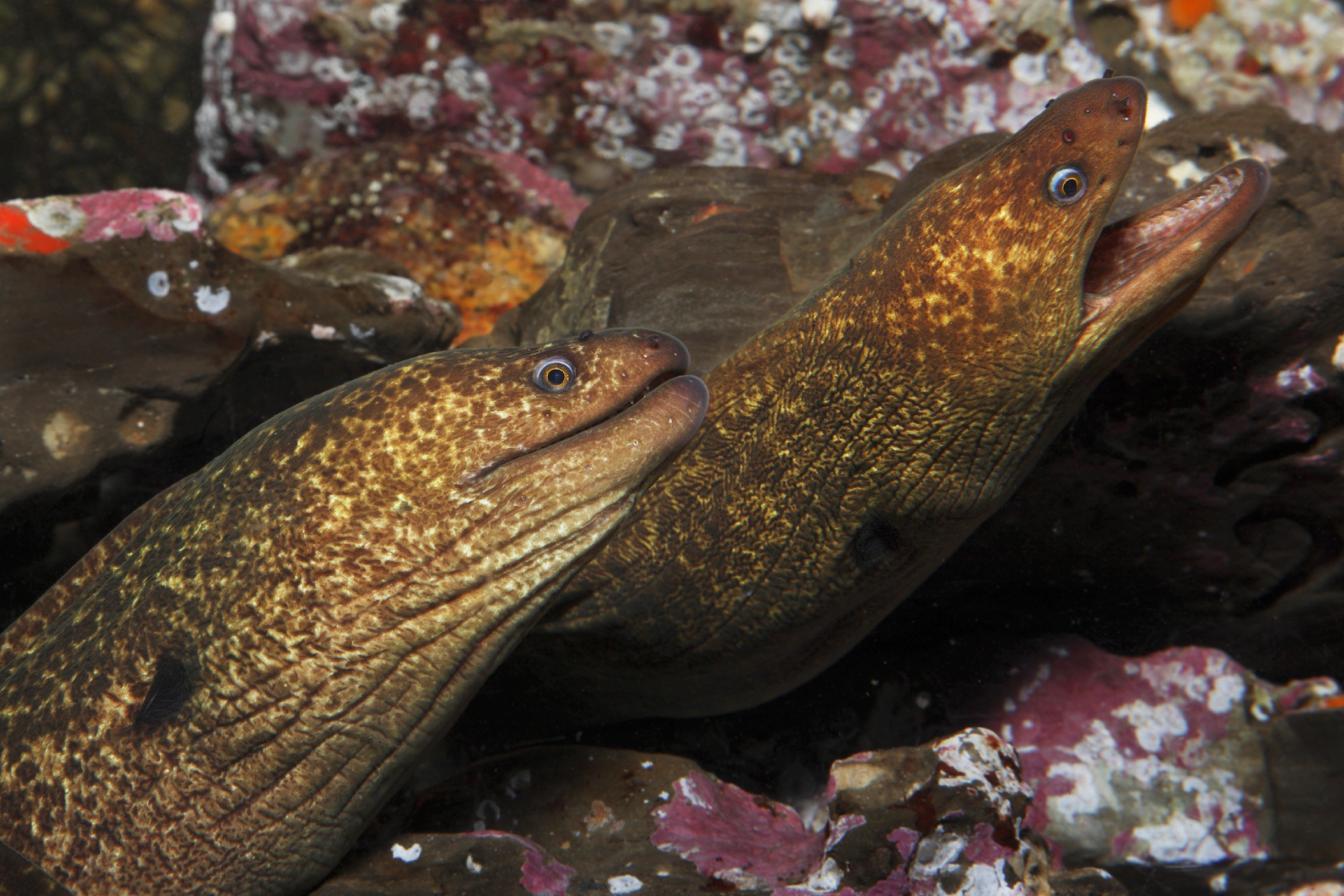 California Moray 