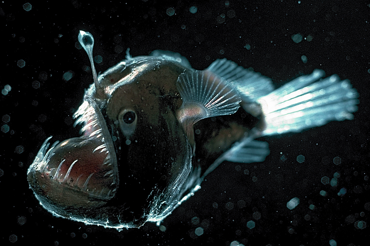 Deep sea anglerfish | Animals | Monterey Bay Aquarium