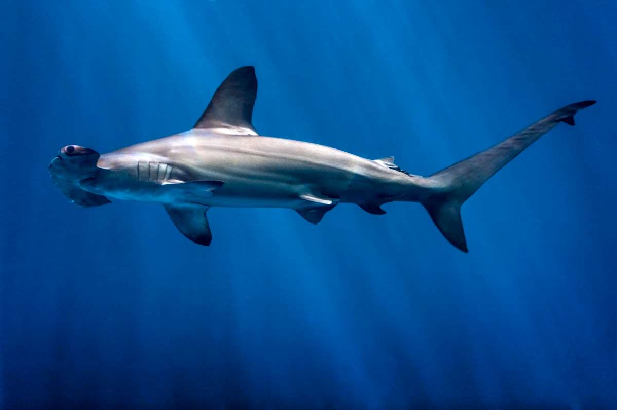 How many Shark Types are there? Explore all types of Shark