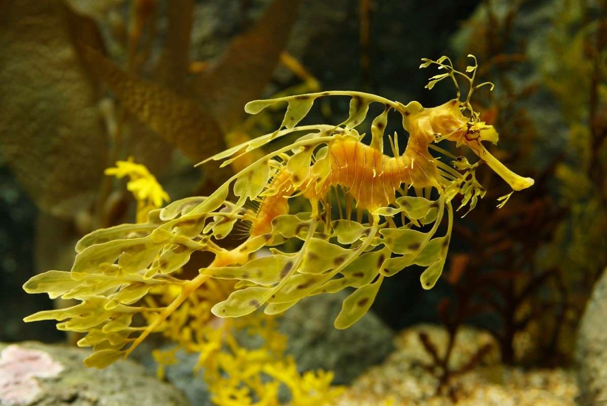 Leafy sea dragon | Animals | Monterey Bay Aquarium