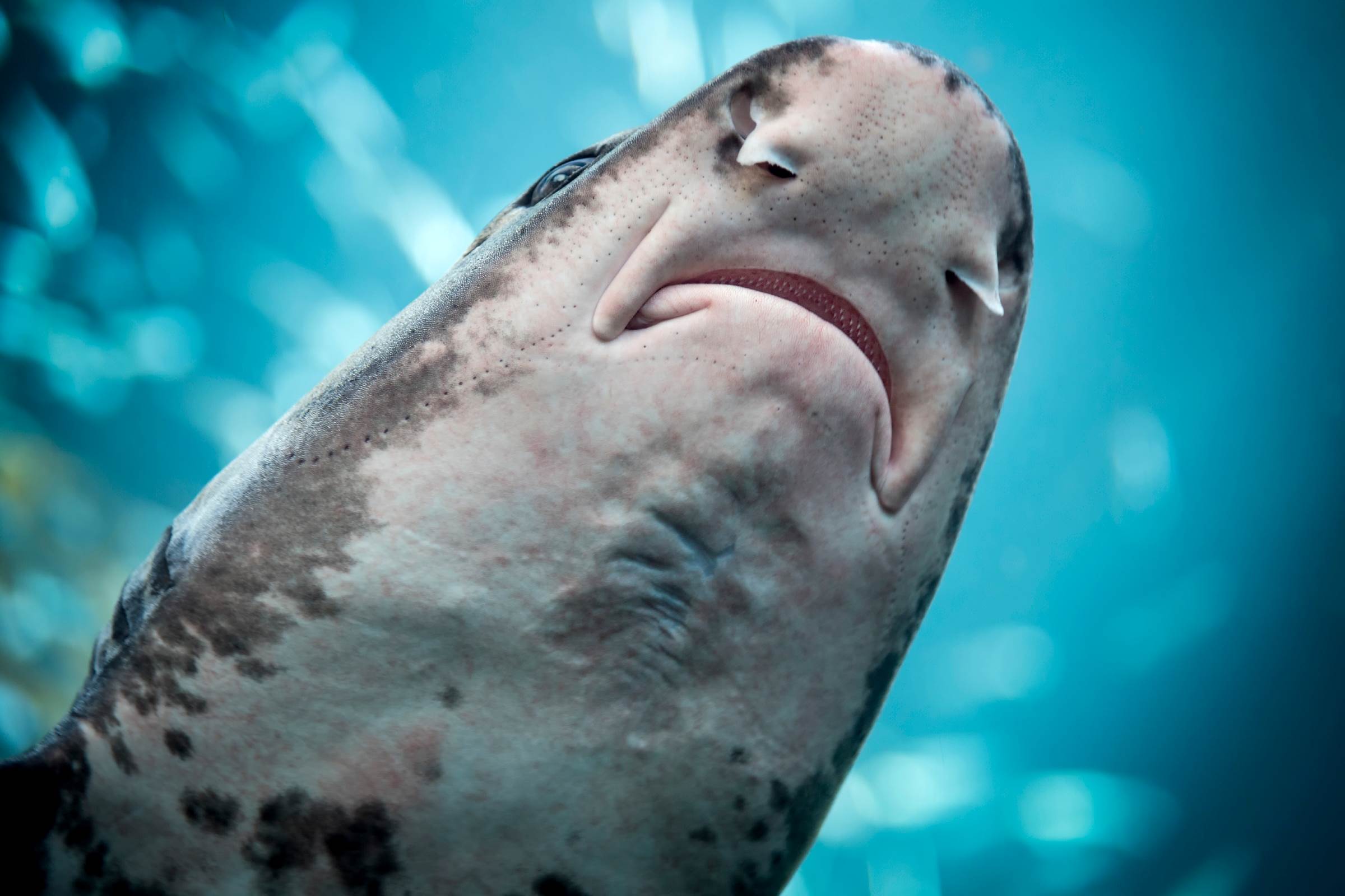 leopard-shark-animals-monterey-bay-aquarium