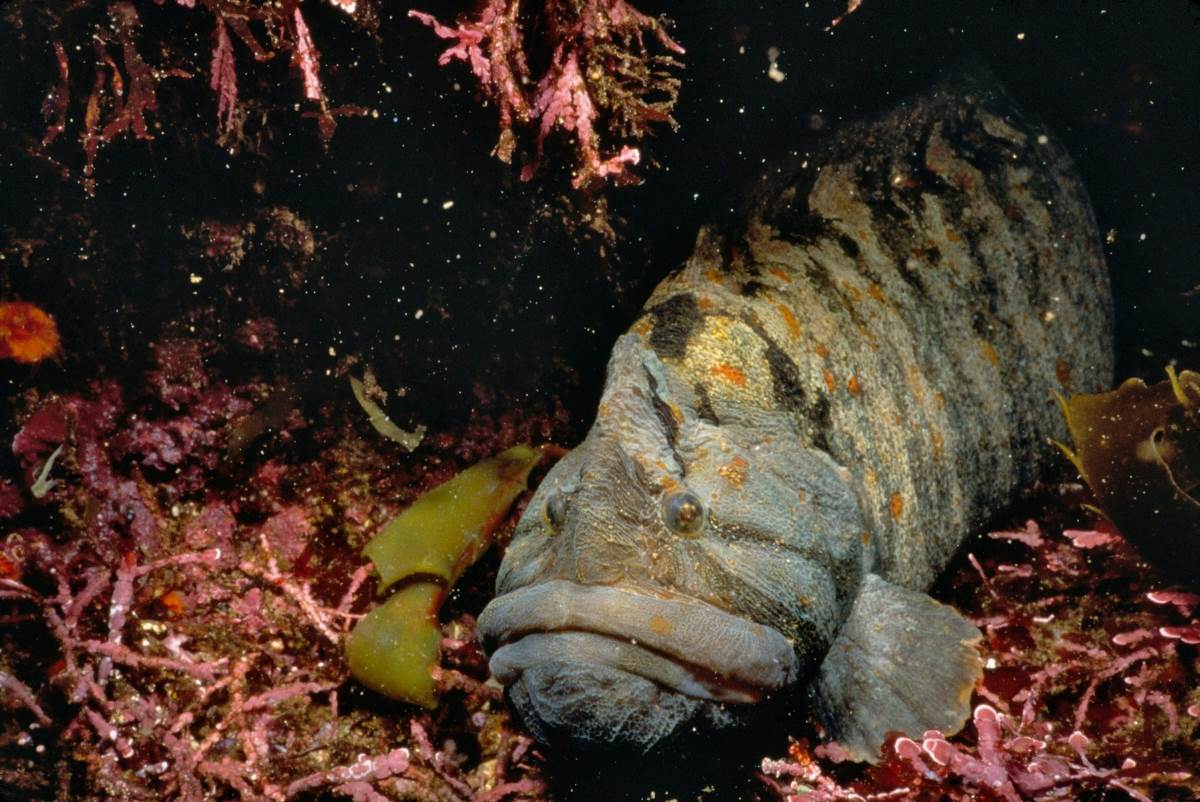 Monkeyface prickleback | Animals | Monterey Bay Aquarium