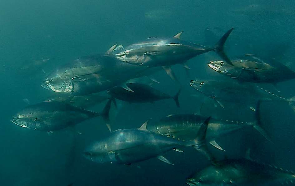 Pacific bluefin tuna