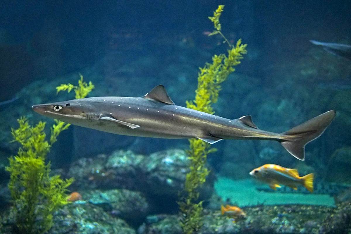 pacific-spiny-dogfish-animals-monterey-bay-aquarium