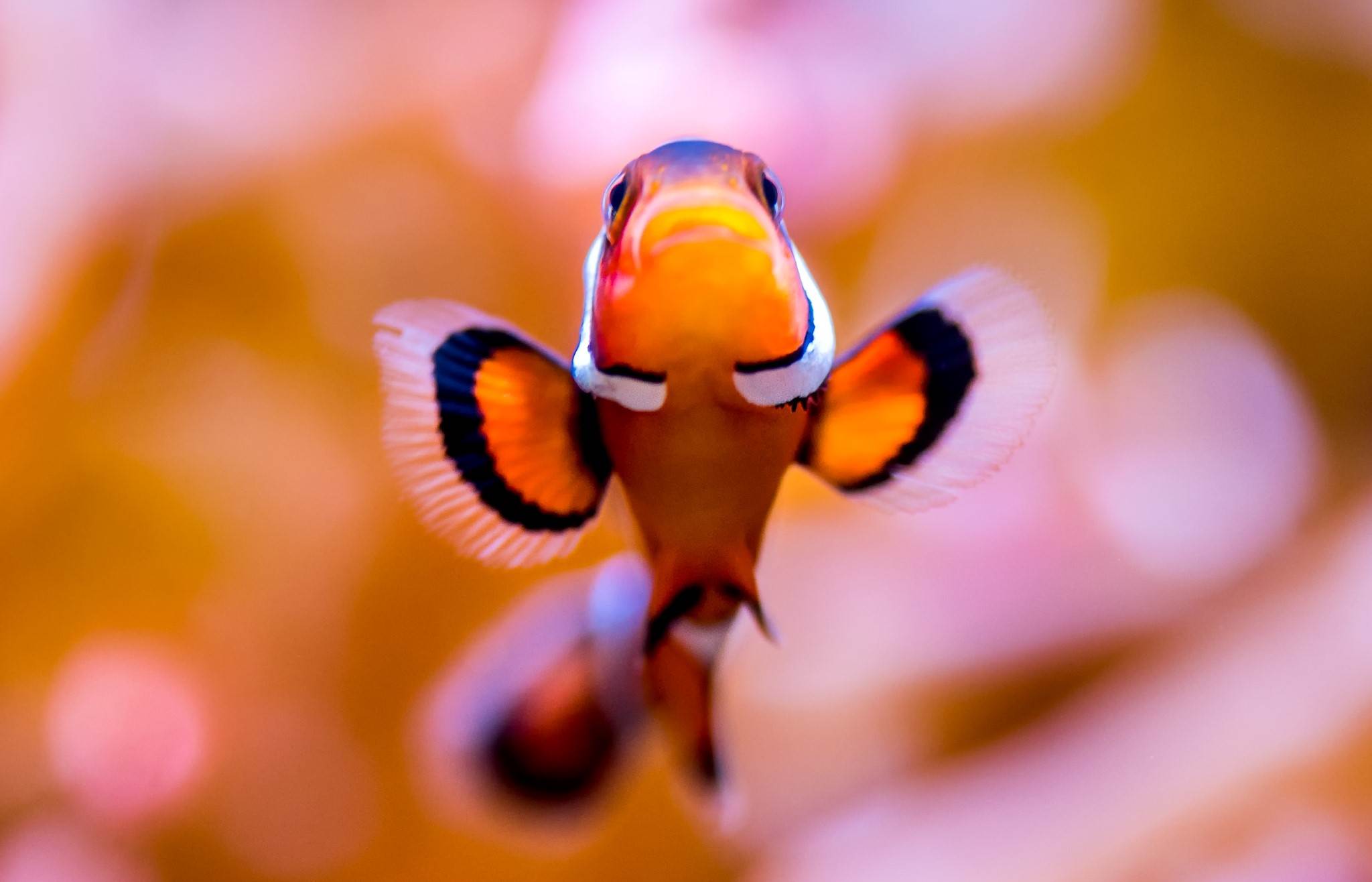 clownfish for sale