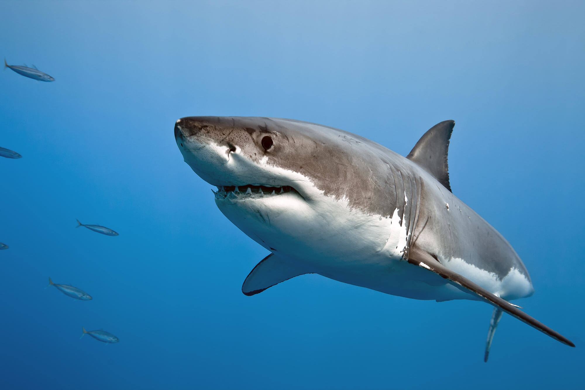 https://www.montereybayaquarium.org/globalassets/mba/images/animals/fishes/white-shark-blue-water-iStock-514322987.jpg