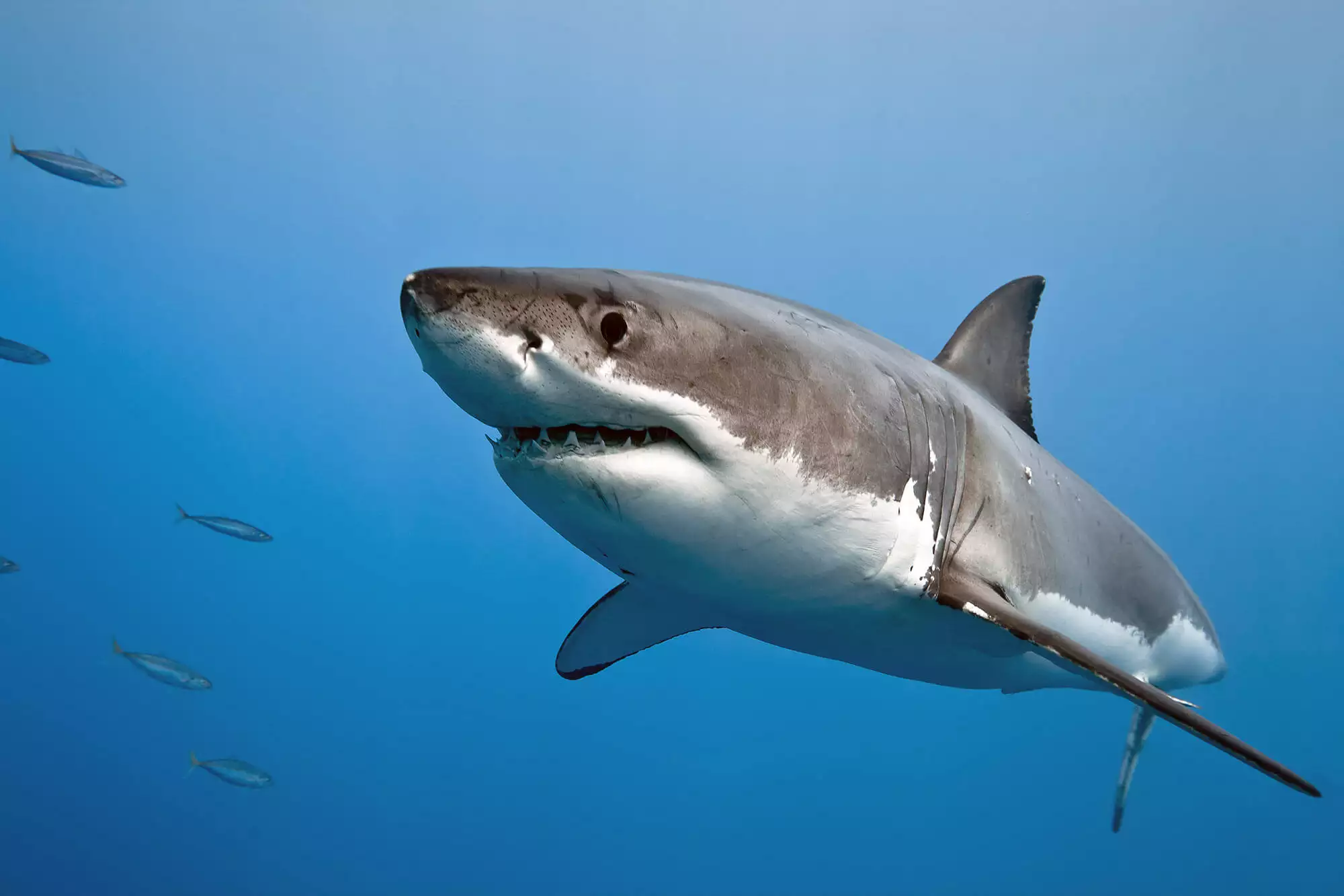 white-shark-blue-water-iStock-514322987.jpg