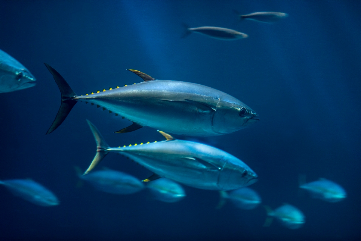 Yellowfin tuna, Animals