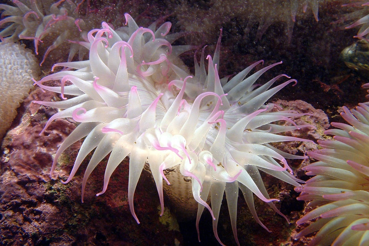 sea anemone life cycle