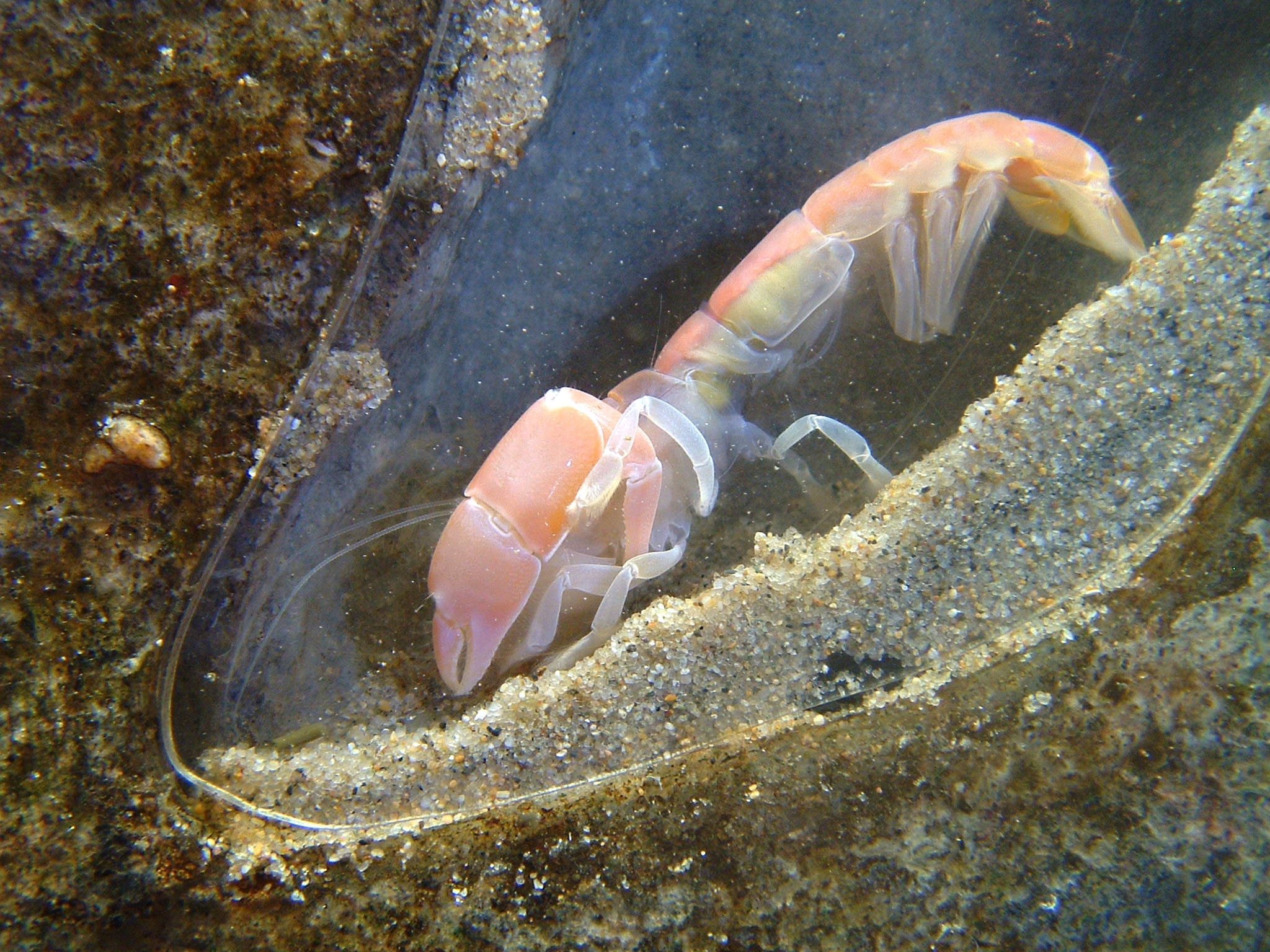 https://www.montereybayaquarium.org/globalassets/mba/images/animals/invertebrates/bay-ghost-shrimp-AS217.jpg