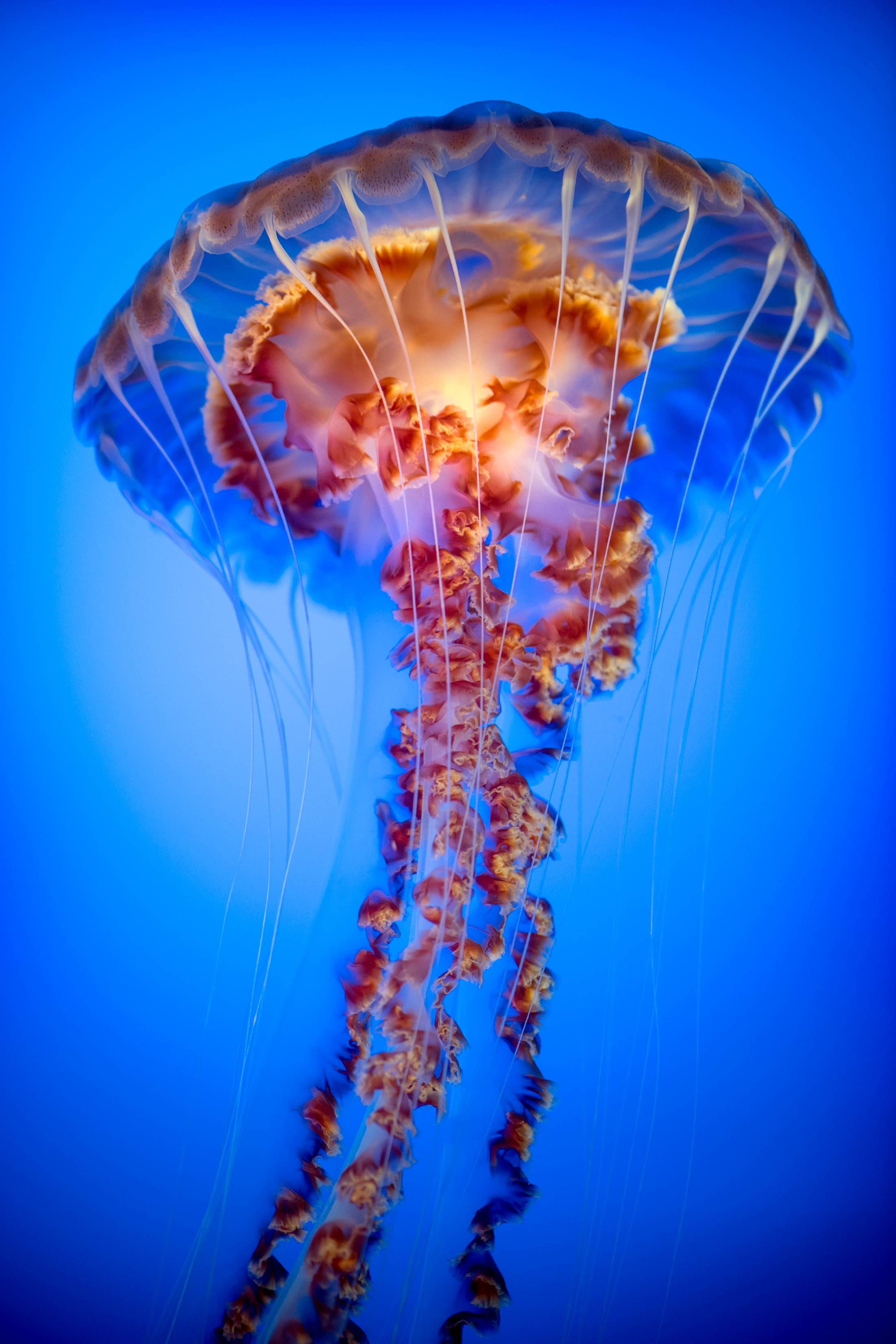 Black sea nettle | Animals | Monterey Bay Aquarium