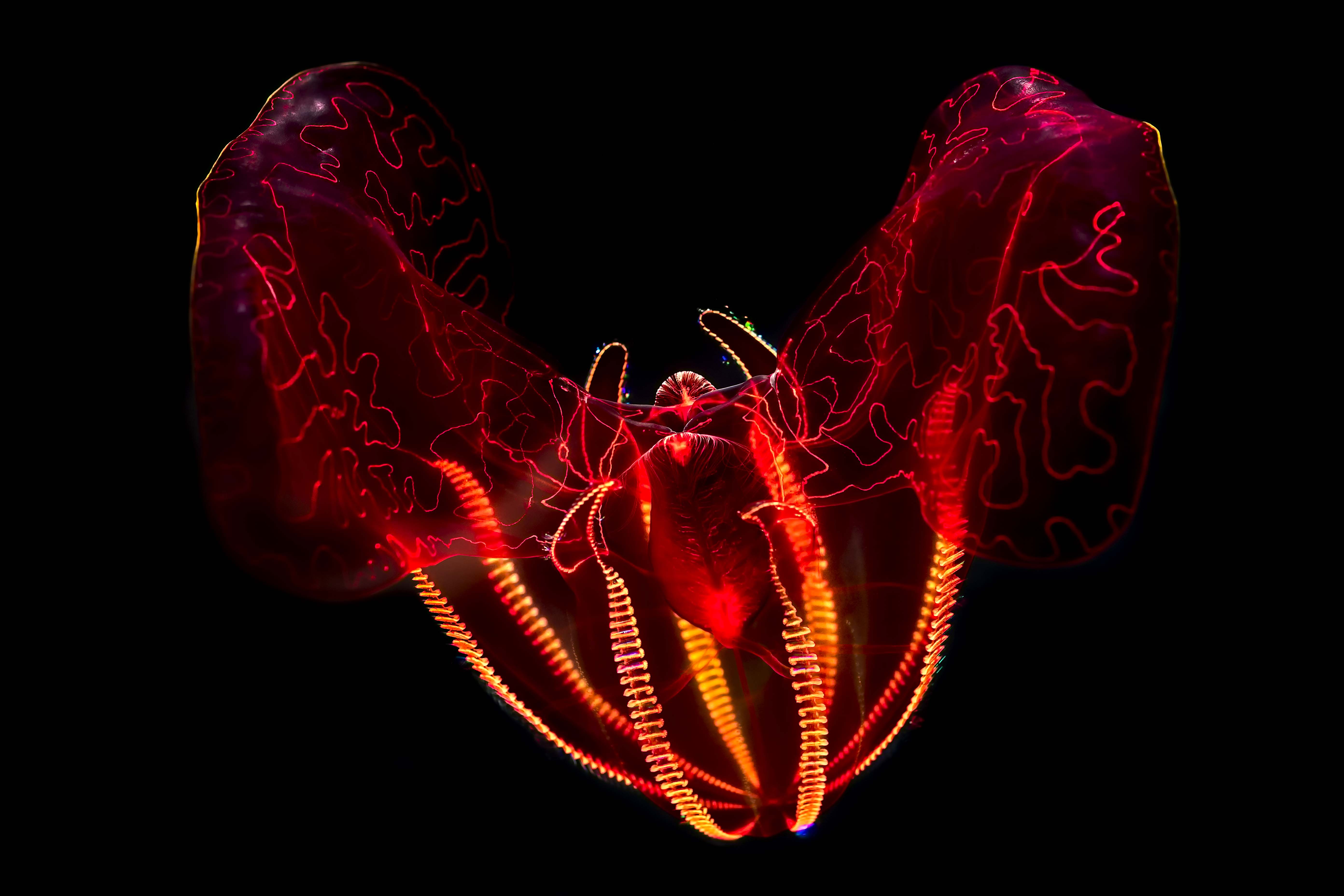 Bloodybelly Comb Jelly | Animals | Monterey Bay Aquarium