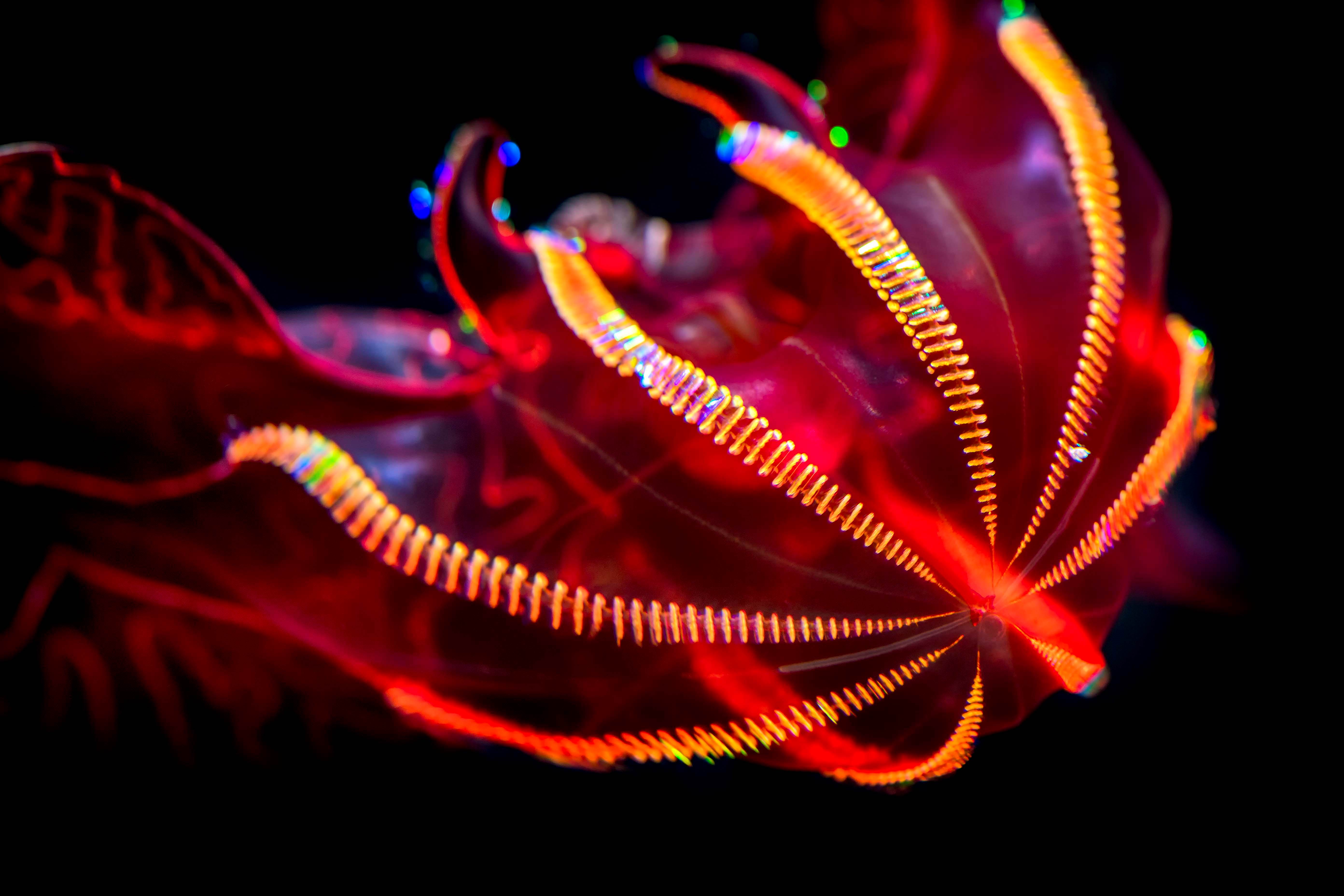 Bloodybelly comb jelly | Animals | Monterey Bay Aquarium