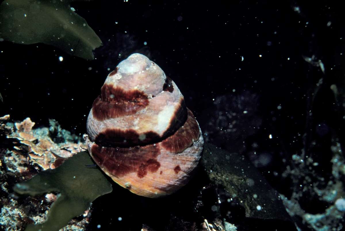 Brown turban snail | Monterey Bay Aquarium