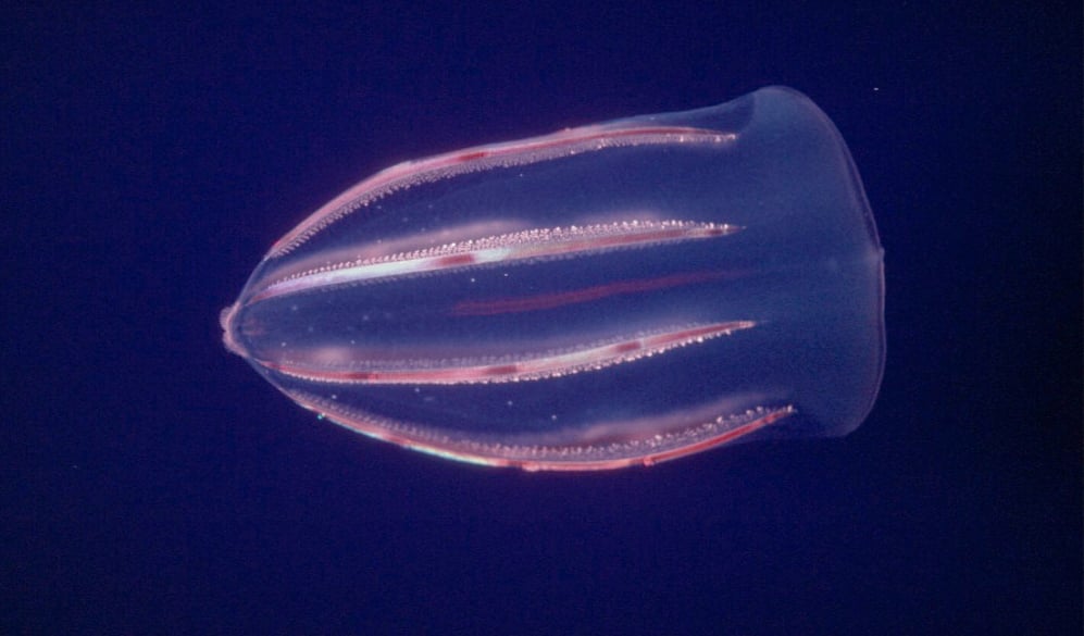 Comb jelly | Animals | Monterey Bay 