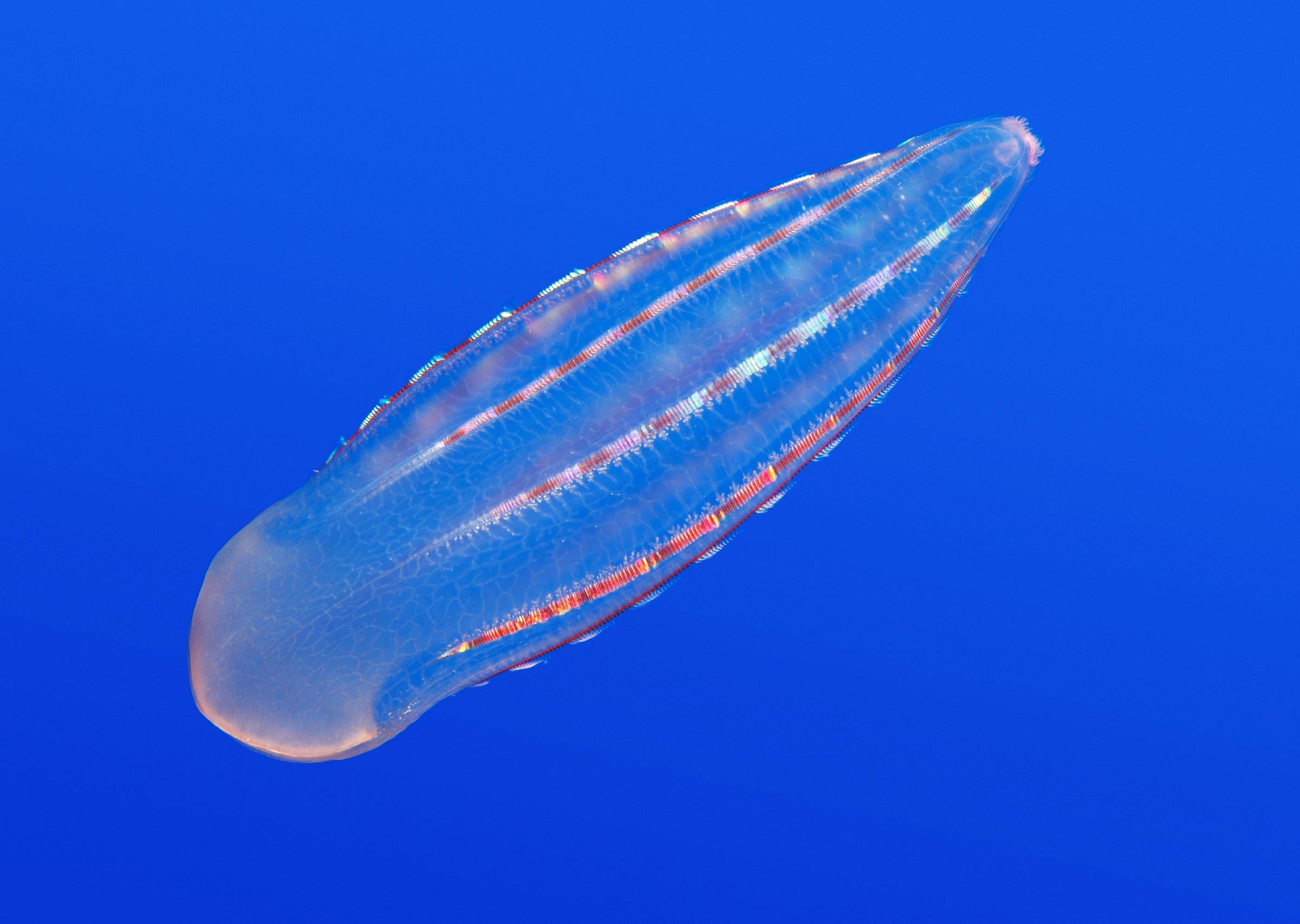 Comb jelly Animals Monterey Bay Aquarium