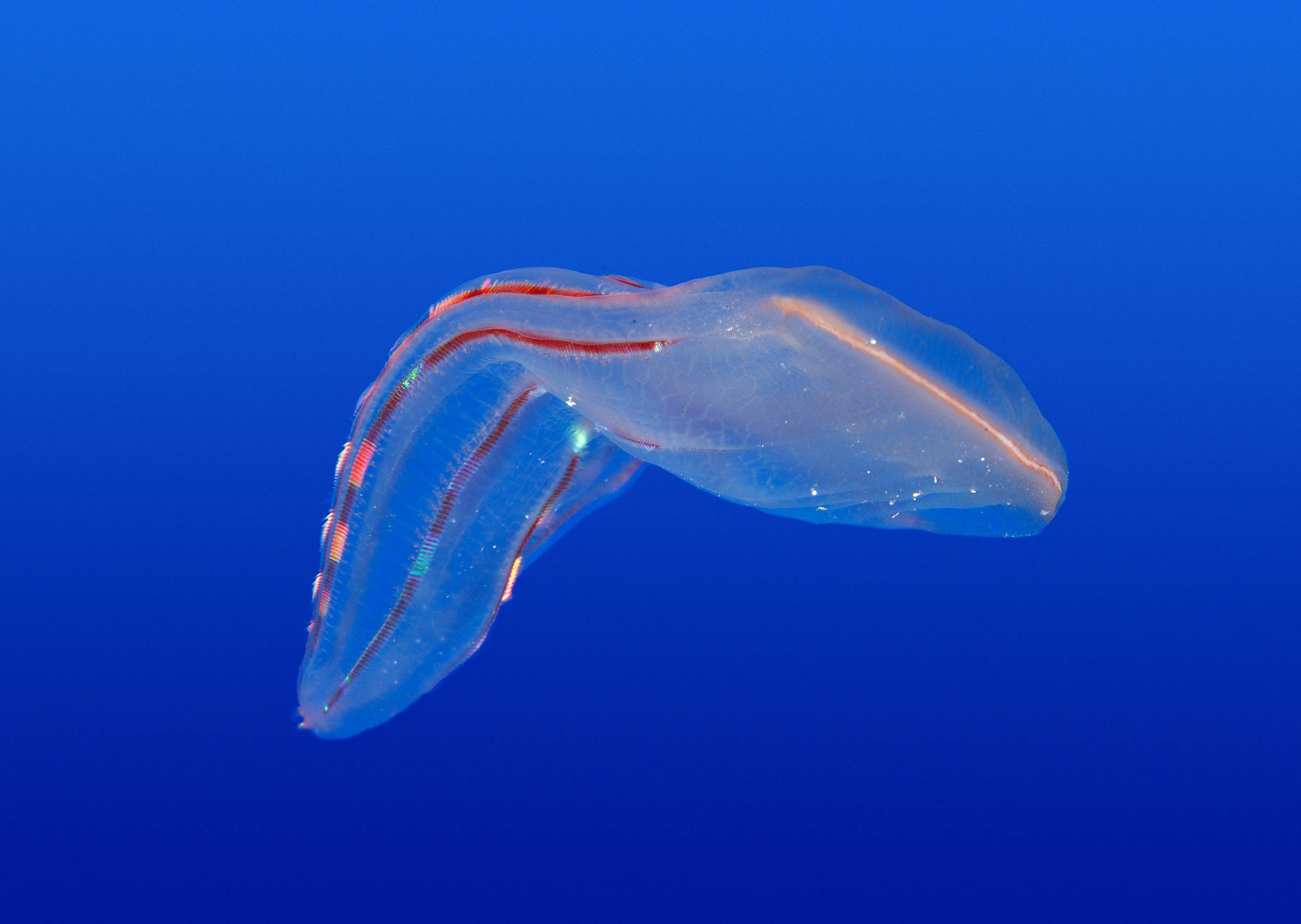 Comb jelly | Animals | Monterey Bay Aquarium