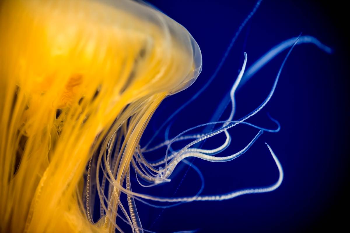 Egg-yolk jelly | Animals | Monterey Bay Aquarium