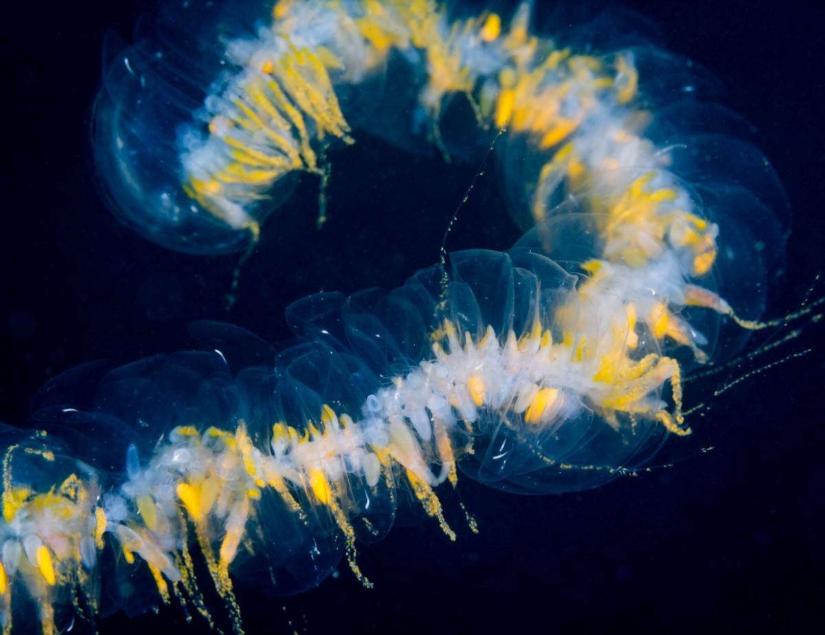 Giant siphonophore | Animals | Monterey Bay Aquarium