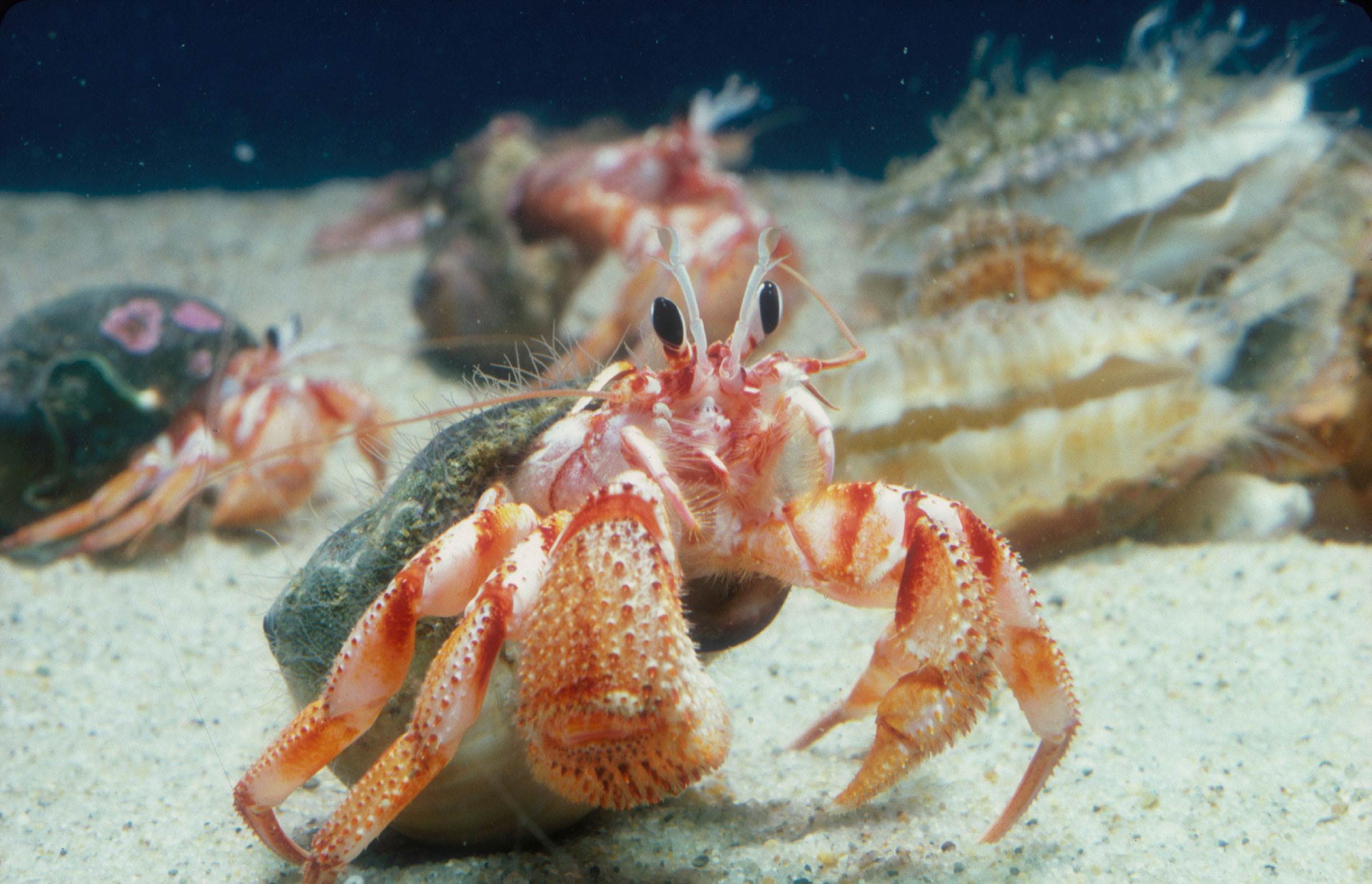 hermit-crab-animals-monterey-bay-aquarium