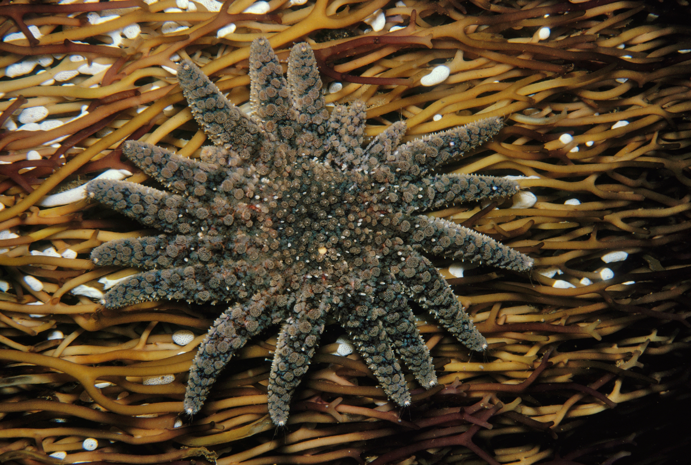 Sunflower Sea Star, Online Learning Center