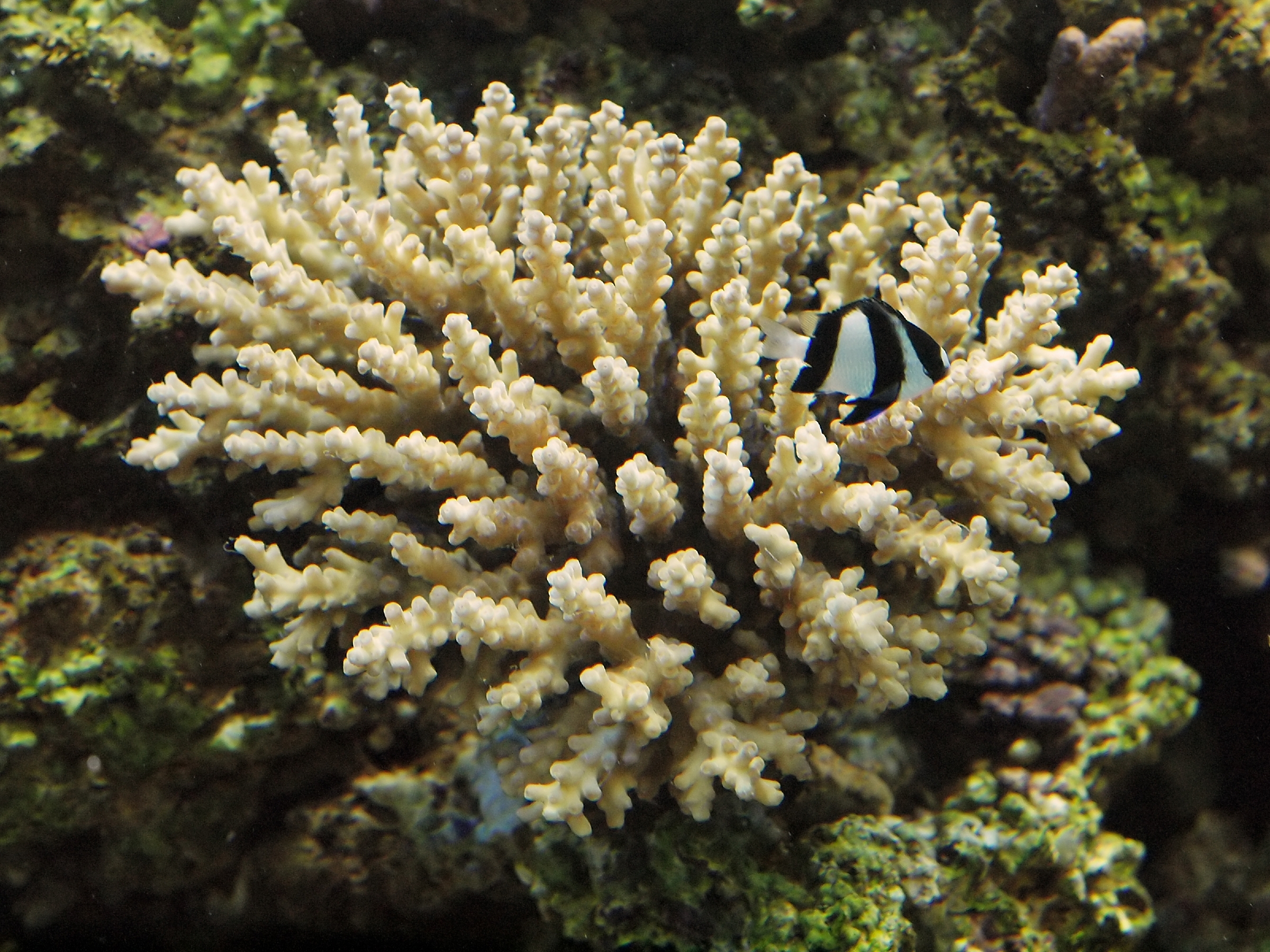 Staghorn coral - Encyclopedia of Life